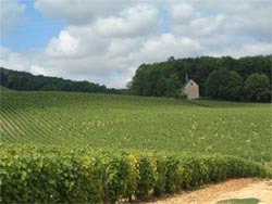 paysage-vigne-chapelle